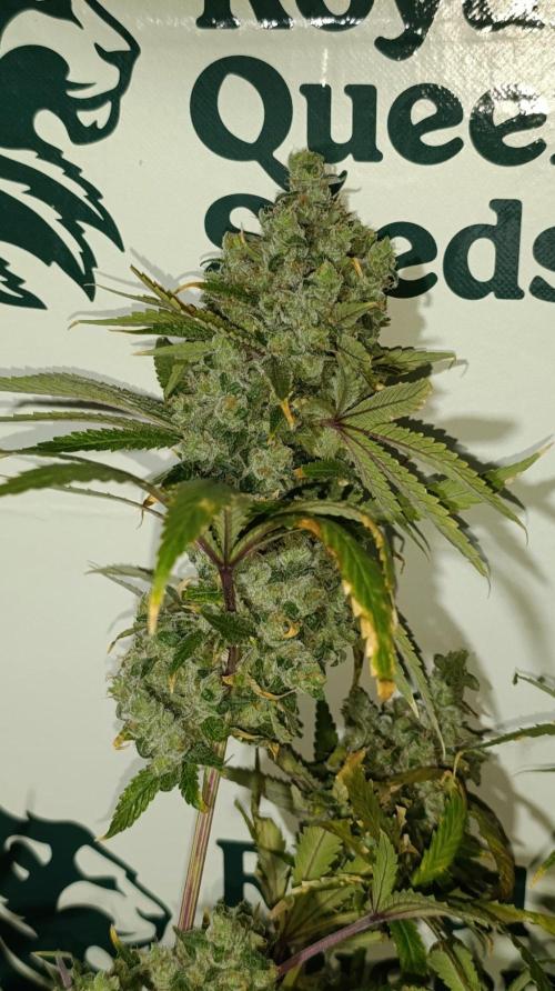 Cosmic Cheddar F1. Week 16