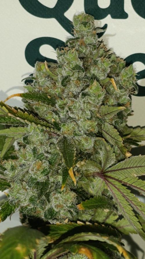 Cosmic Cheddar F1. Week 16