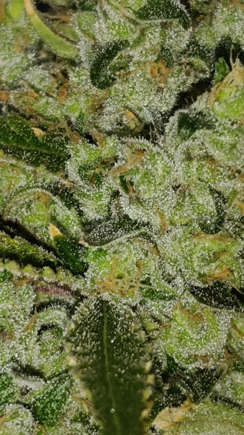 Cosmic Cheddar F1. Week 16