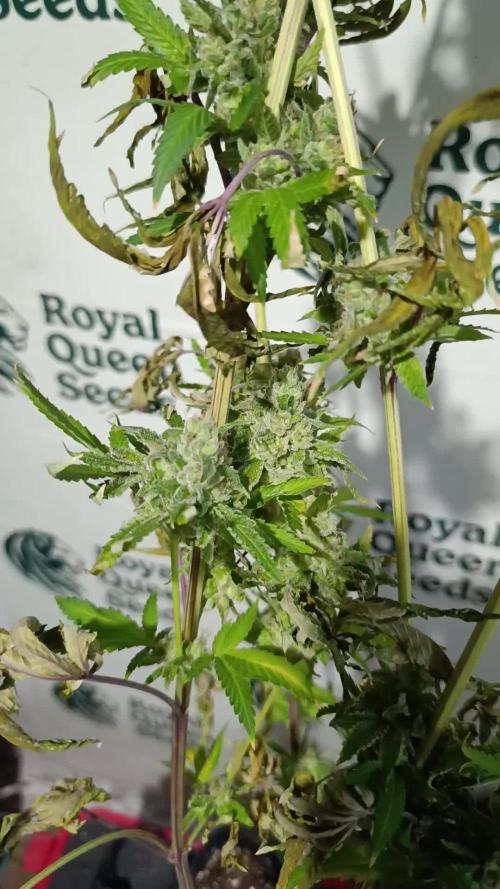 Cosmic Cheddar F1