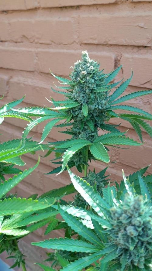 Pink Guava F1 FV. Week 16