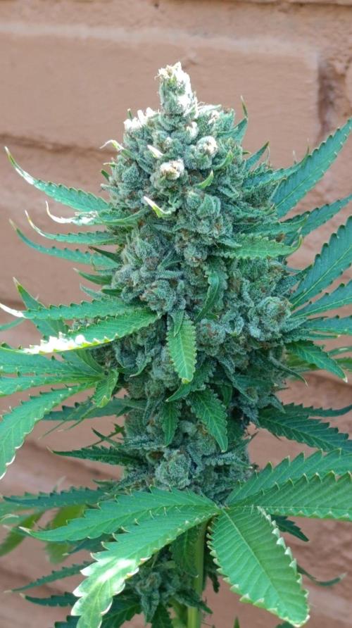 Pink Guava F1 FV. Week 16