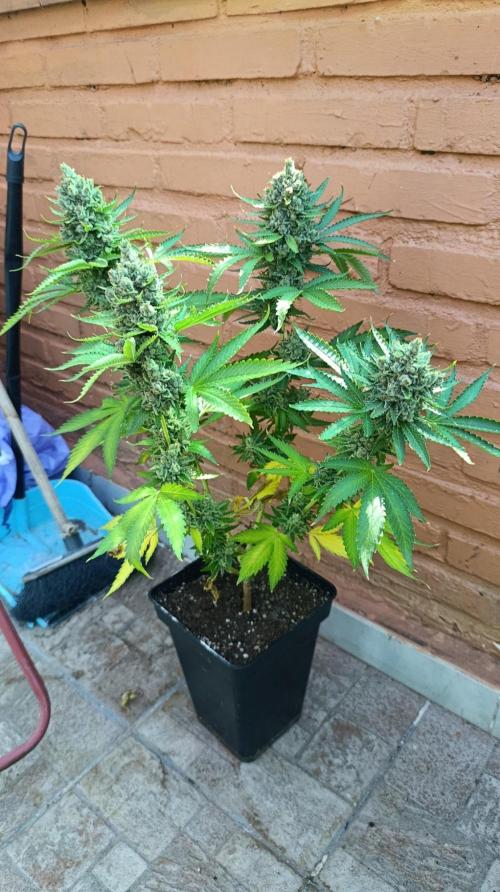 Pink Guava F1 FV. Week 16