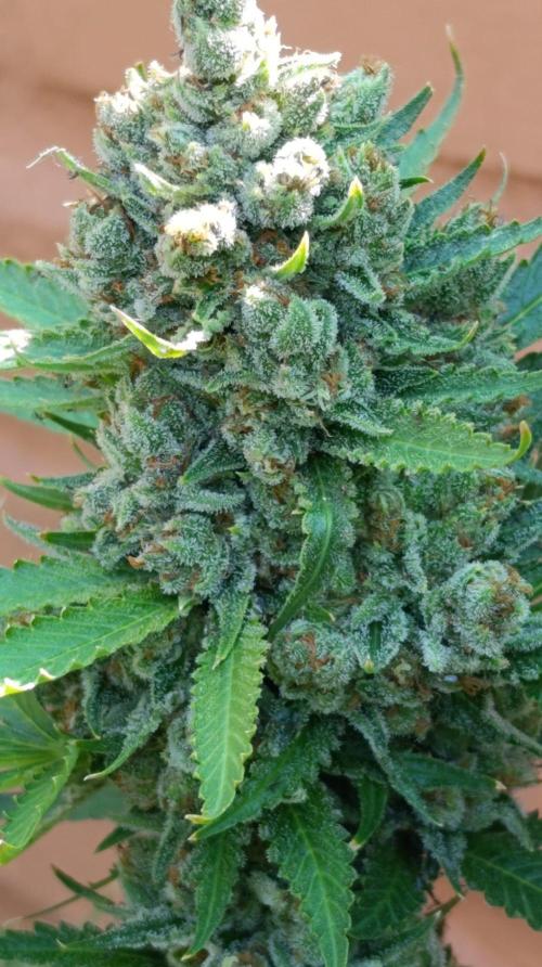 Pink Guava F1 FV. Week 16
