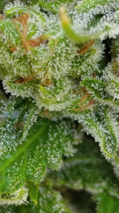 Pink Guava F1 FV. Week 16