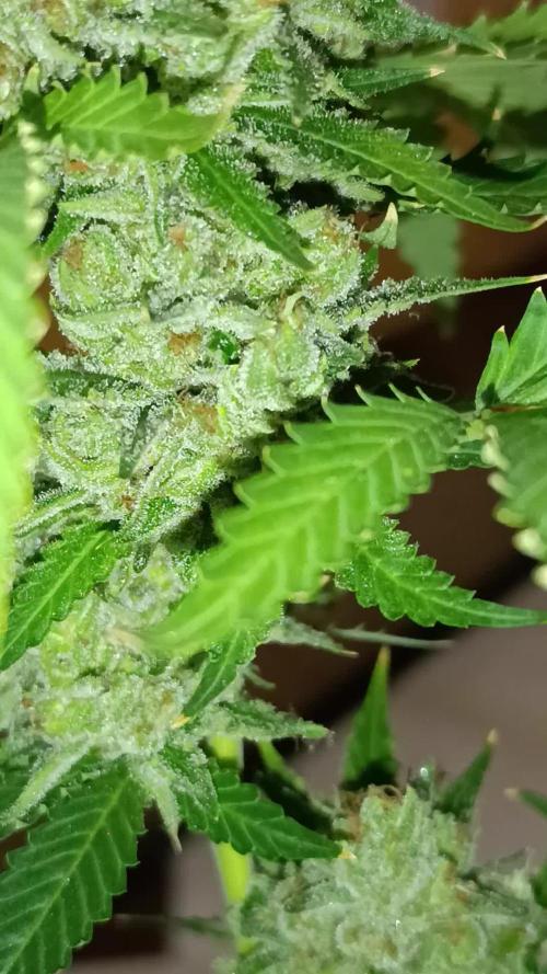Pink Guava F1 FV