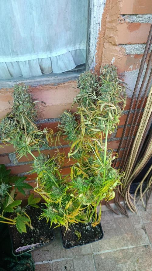Gelonade. Week 16
