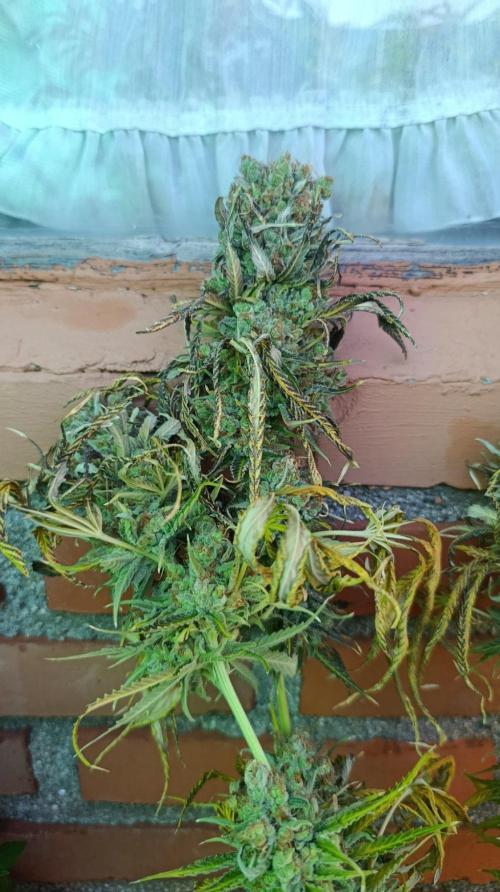 Gelonade. Week 16