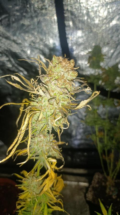 Gelonade. Week 16