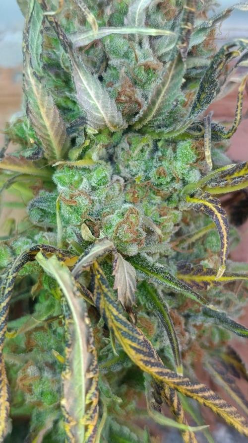 Gelonade. Week 16