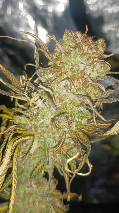 Gelonade. Week 16