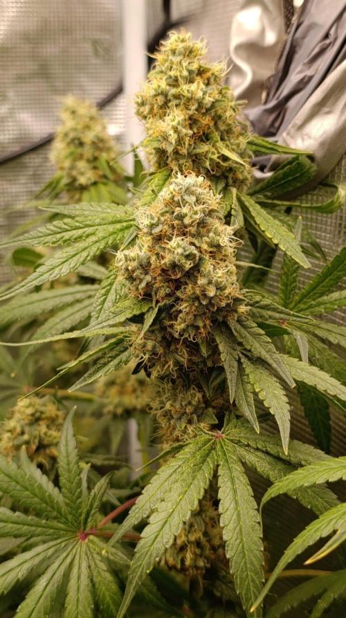 Lemon Parmesan. Week 12