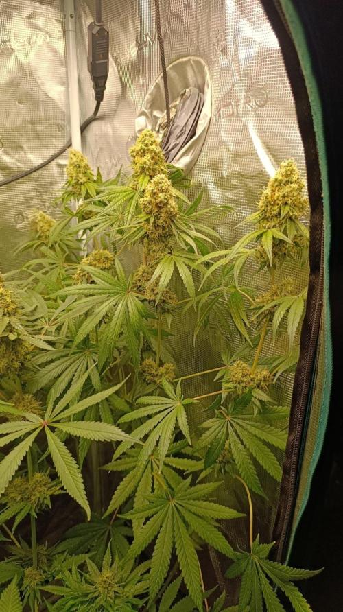 Lemon Parmesan. Week 12