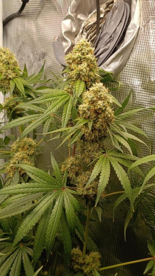Lemon Parmesan. Week 12