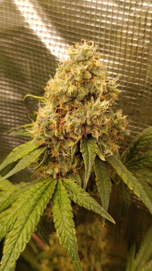 Lemon Parmesan. Week 12