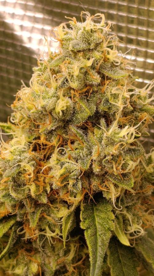 Lemon Parmesan. Week 12
