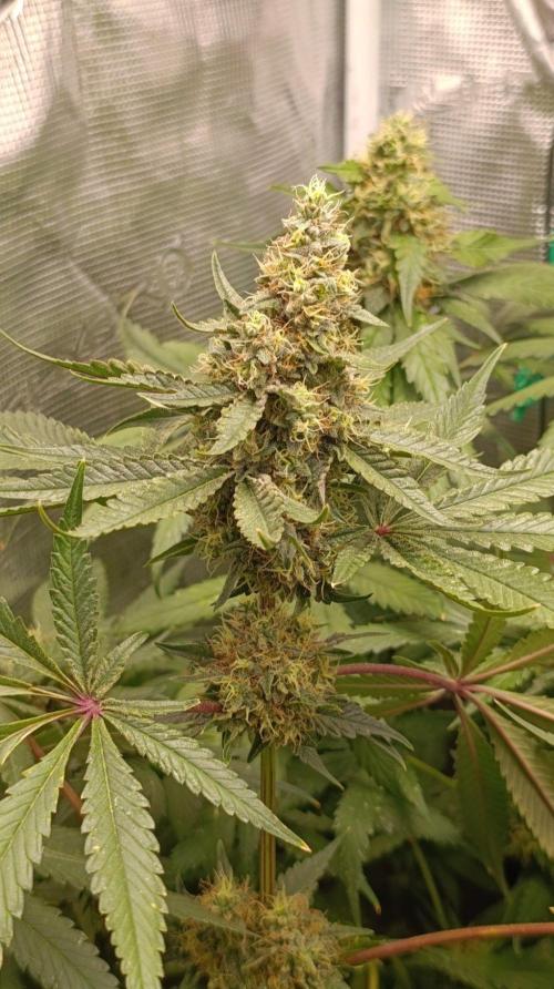 Variegated Parmigiano. Week 13
