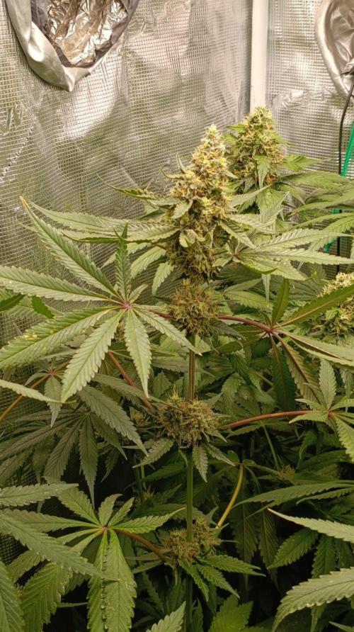 Variegated Parmigiano. Week 13