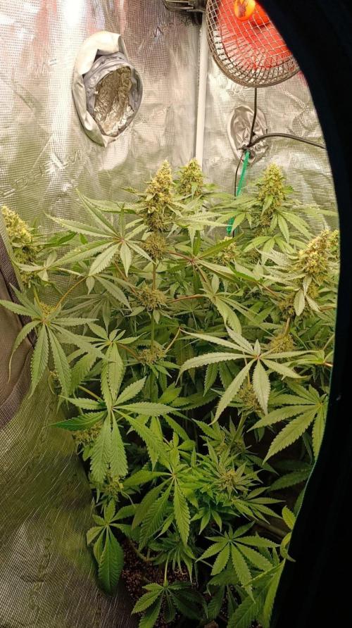 Variegated Parmigiano. Week 13