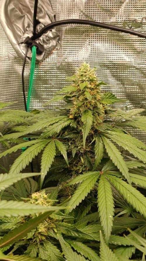 Variegated Parmigiano. Week 13
