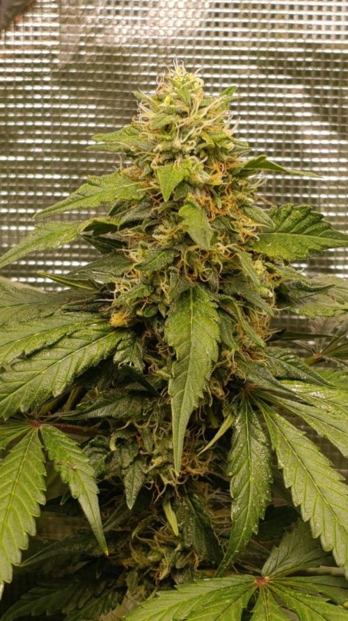 Variegated Parmigiano. Week 13
