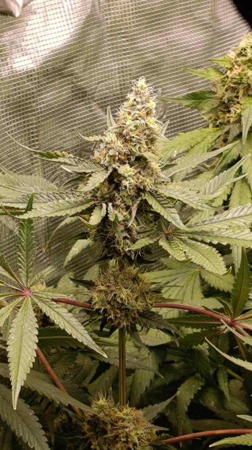 Variegated Parmigiano. Week 13