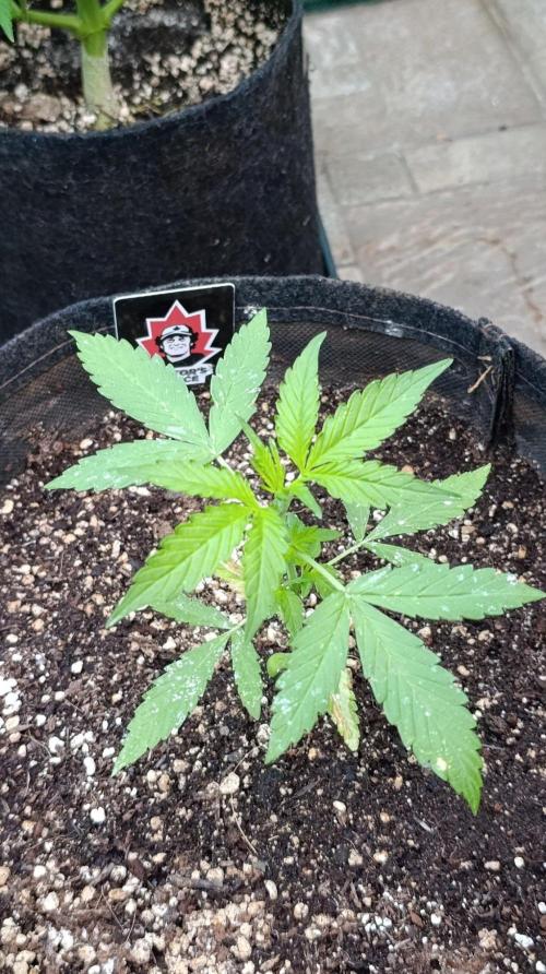 Niagara Outdoor Season. Week 3