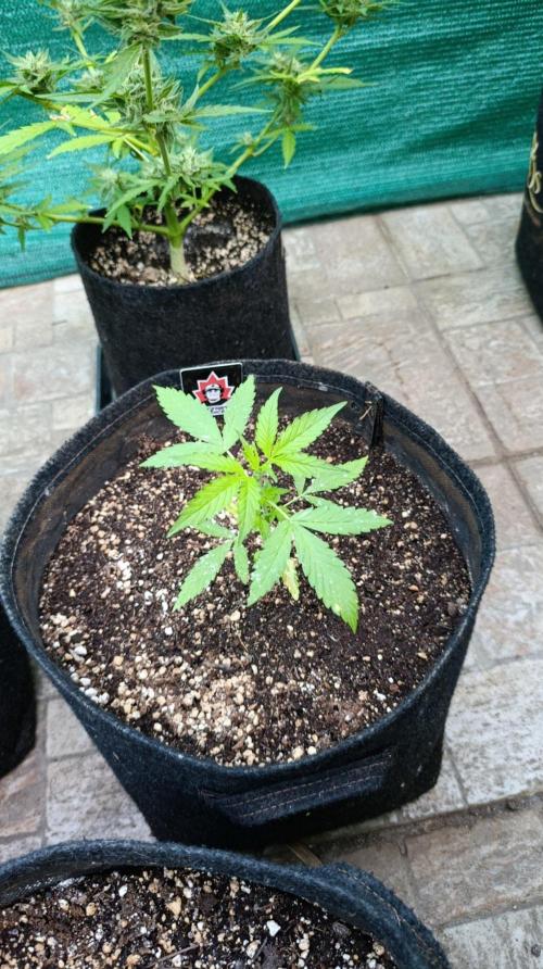 Niagara Outdoor Season. Week 3