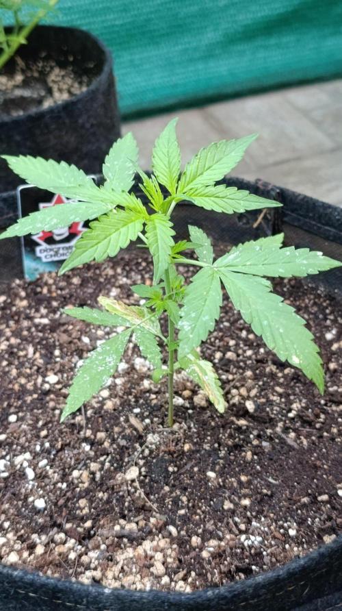 Niagara Outdoor Season. Week 3