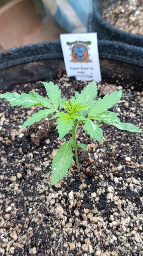 Super Boof XL Auto Outdoor. Week 2