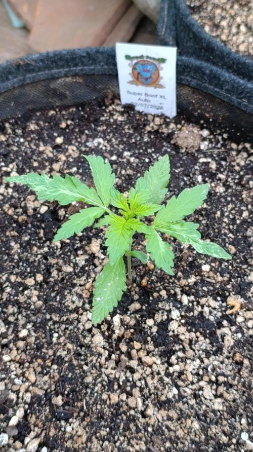 Super Boof XL Auto Outdoor. Week 2