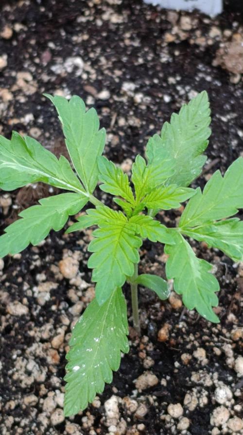 Super Boof XL Auto Outdoor. Week 2