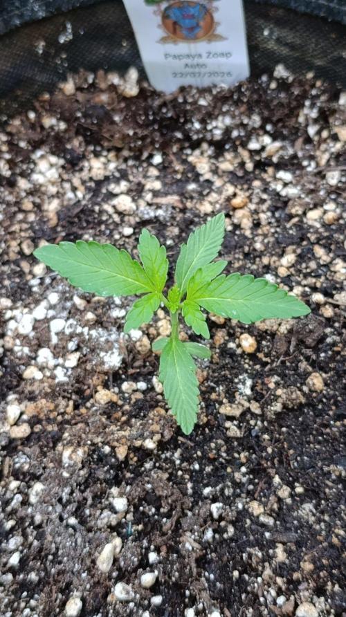 Papaya Zoap Auto. Week 2