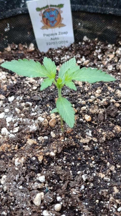 Papaya Zoap Auto. Week 2
