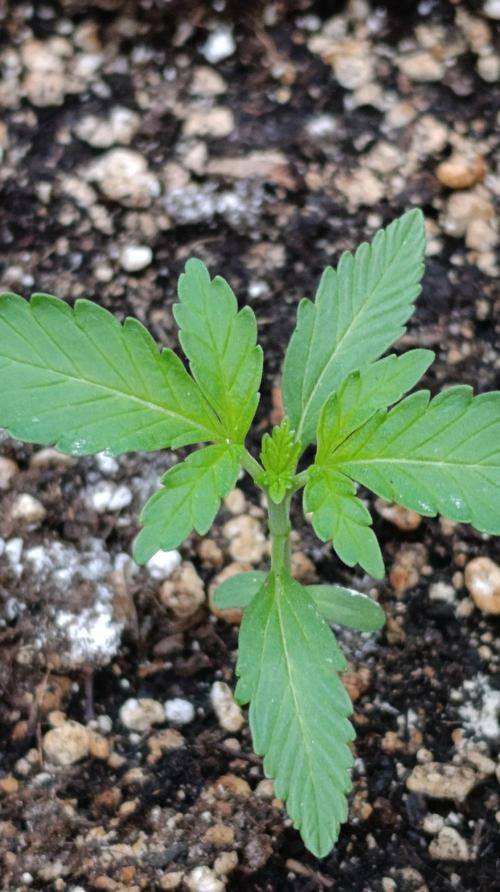 Papaya Zoap Auto. Week 2