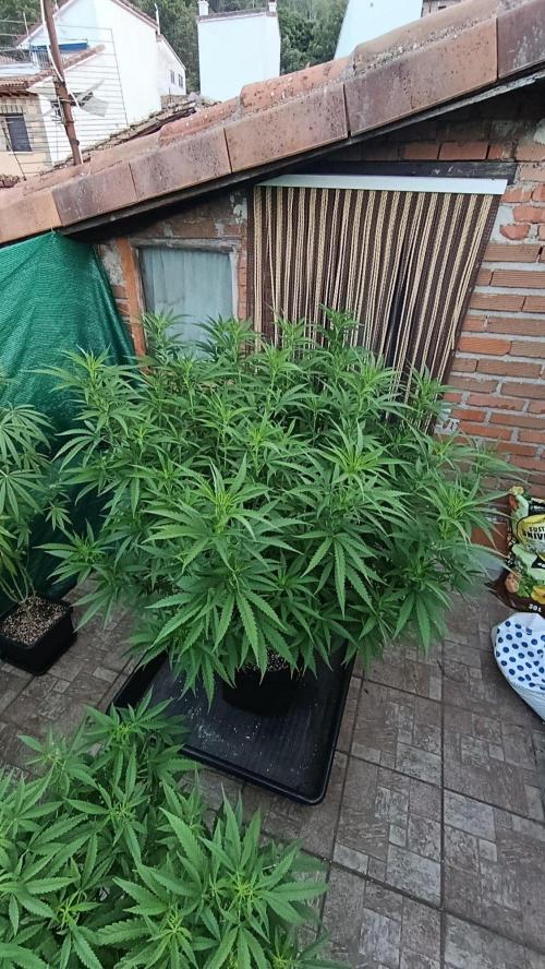 Gello Z & Xpertnutrients. Week 12