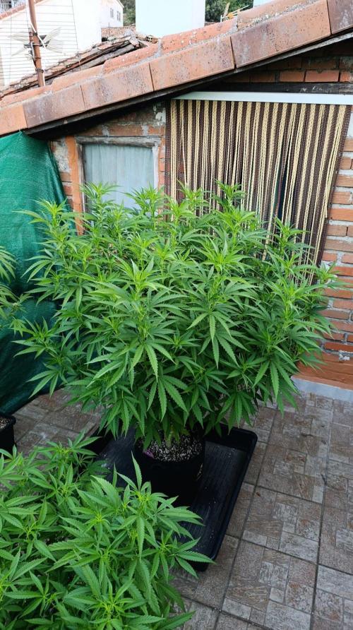 Gello Z & Xpertnutrients. Week 12