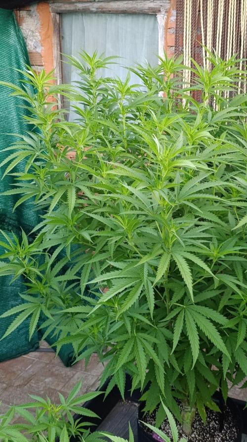 Gello Z & Xpertnutrients. Week 12