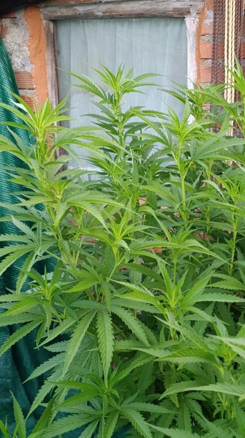 Gello Z & Xpertnutrients. Week 12