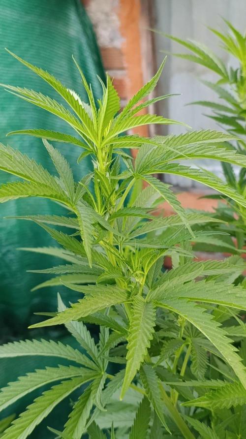 Gello Z & Xpertnutrients. Week 12