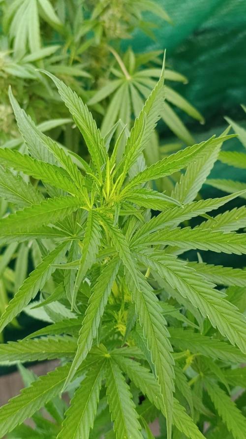 Gello Z & Xpertnutrients. Week 12