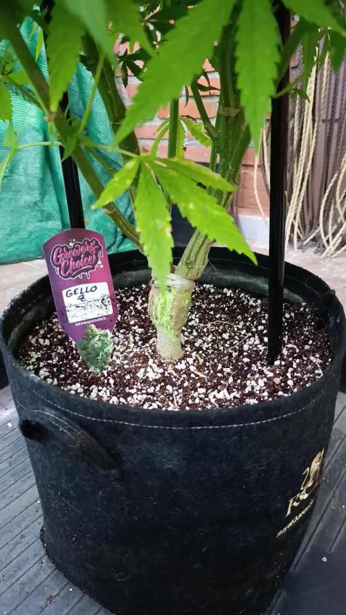 Gello Z & Xpertnutrients