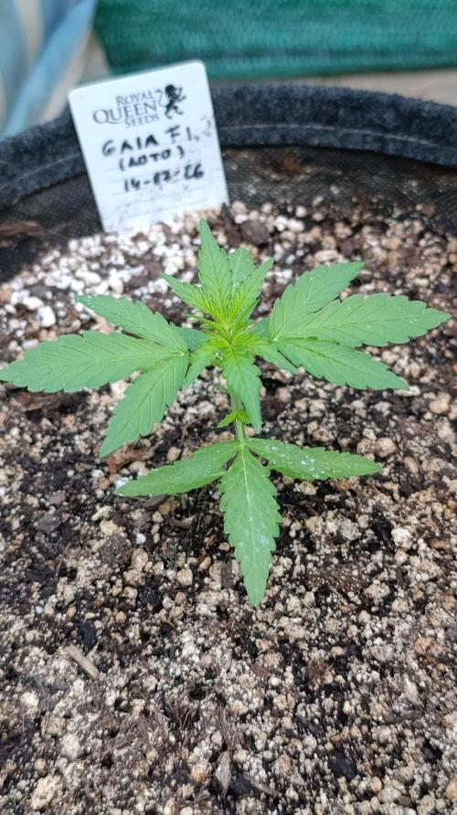 Gaia F1 Auto. Week 3