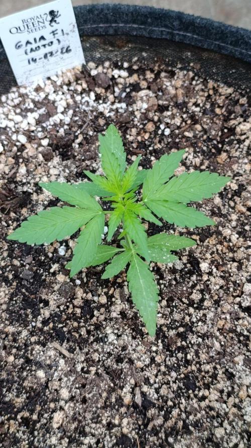 Gaia F1 Auto. Week 3
