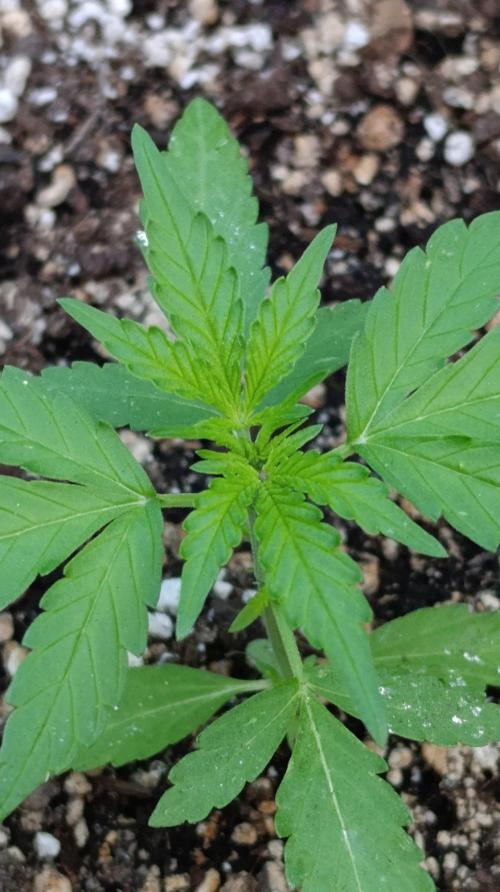 Gaia F1 Auto. Week 3