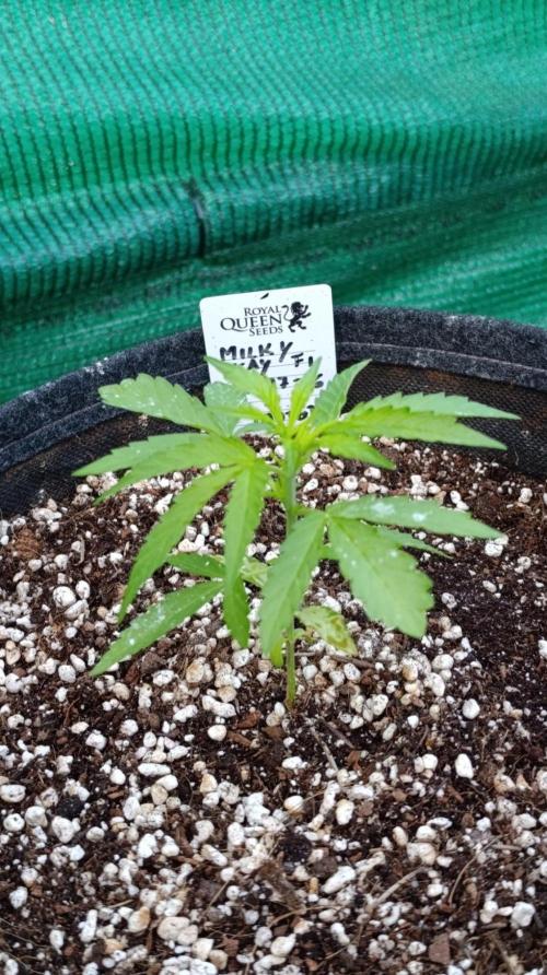 Milky Way F1 Auto. Week 3