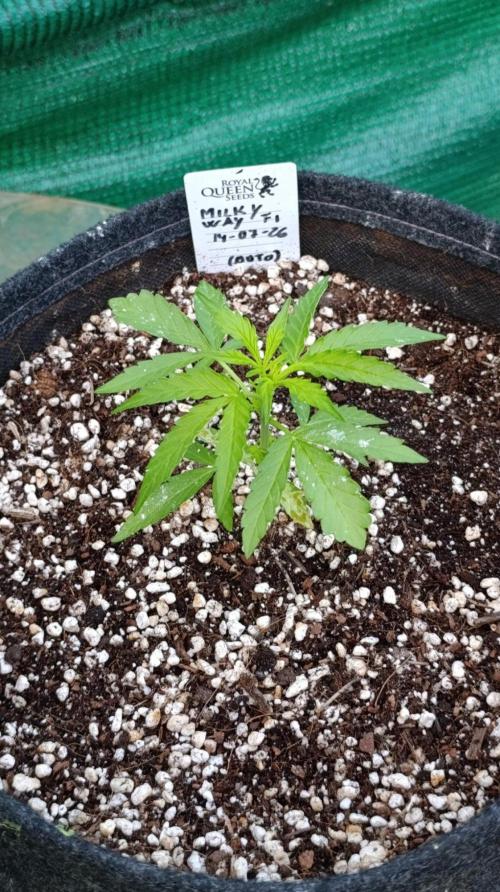 Milky Way F1 Auto. Week 3