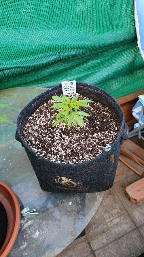 Milky Way F1 Auto. Week 3
