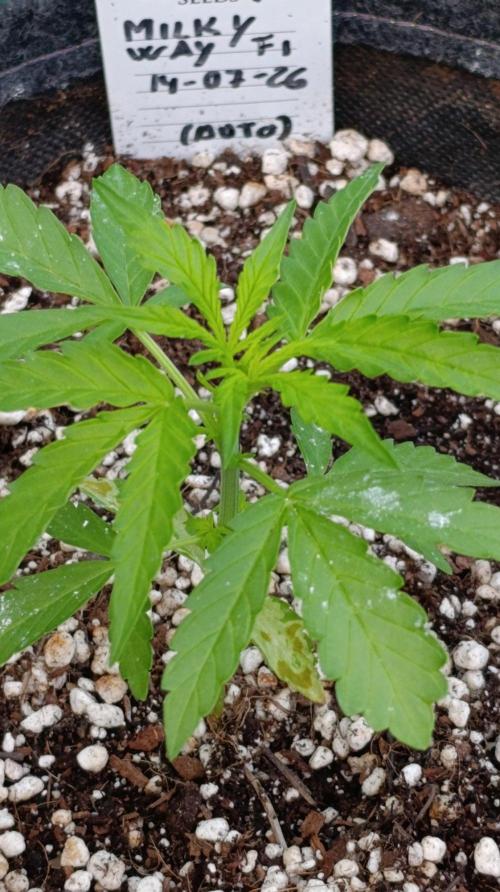 Milky Way F1 Auto. Week 3