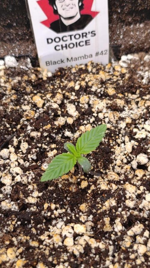 Black Mamba #42. Week 1